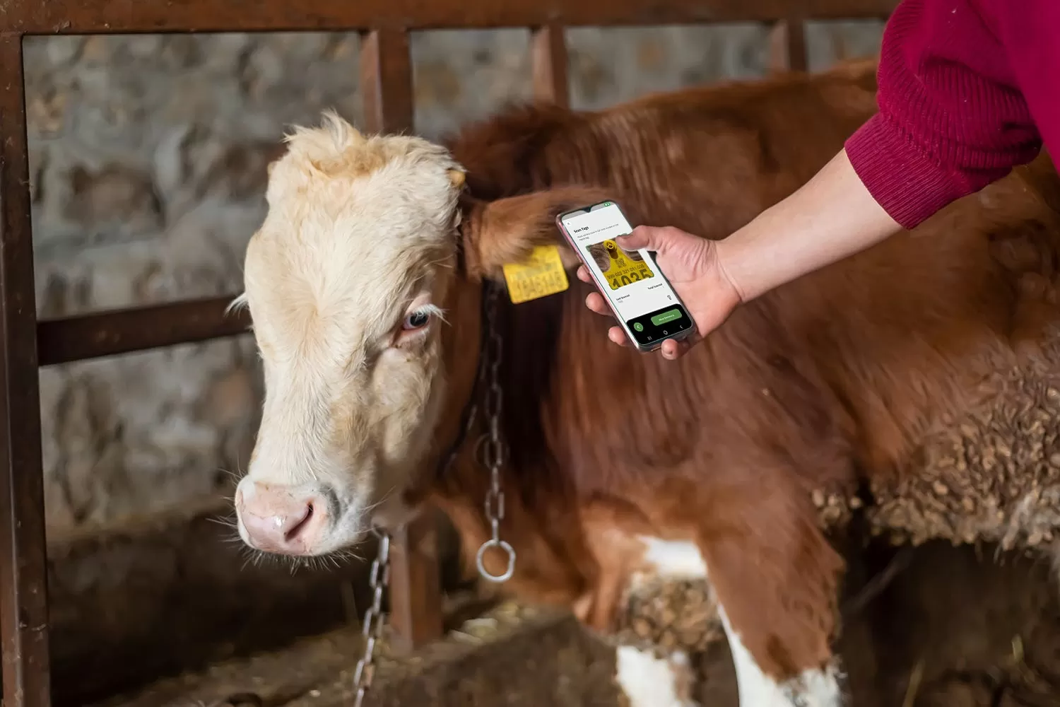 RFID-Ear-Tags-for-Livestock-Management